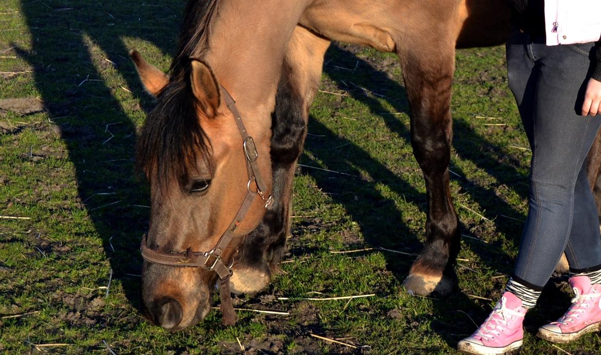 Anden særlig race RONALDO billede 12