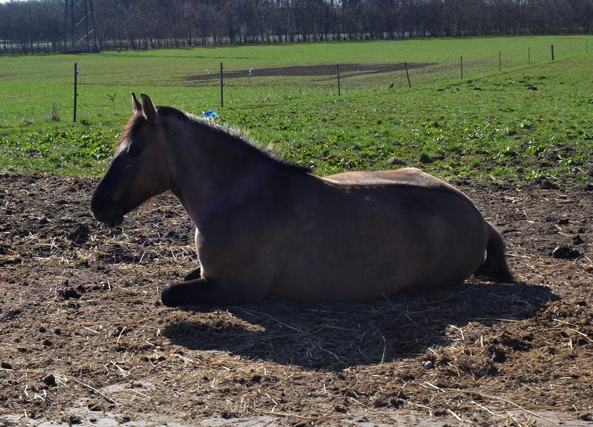 Anden særlig race RONALDO billede 13