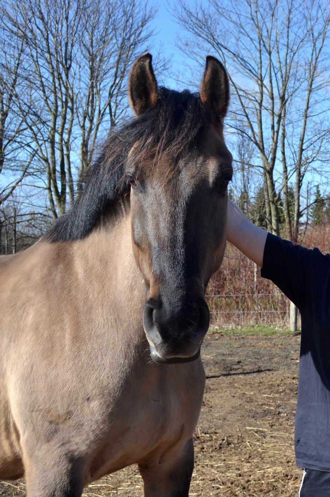 Anden særlig race RONALDO billede 14