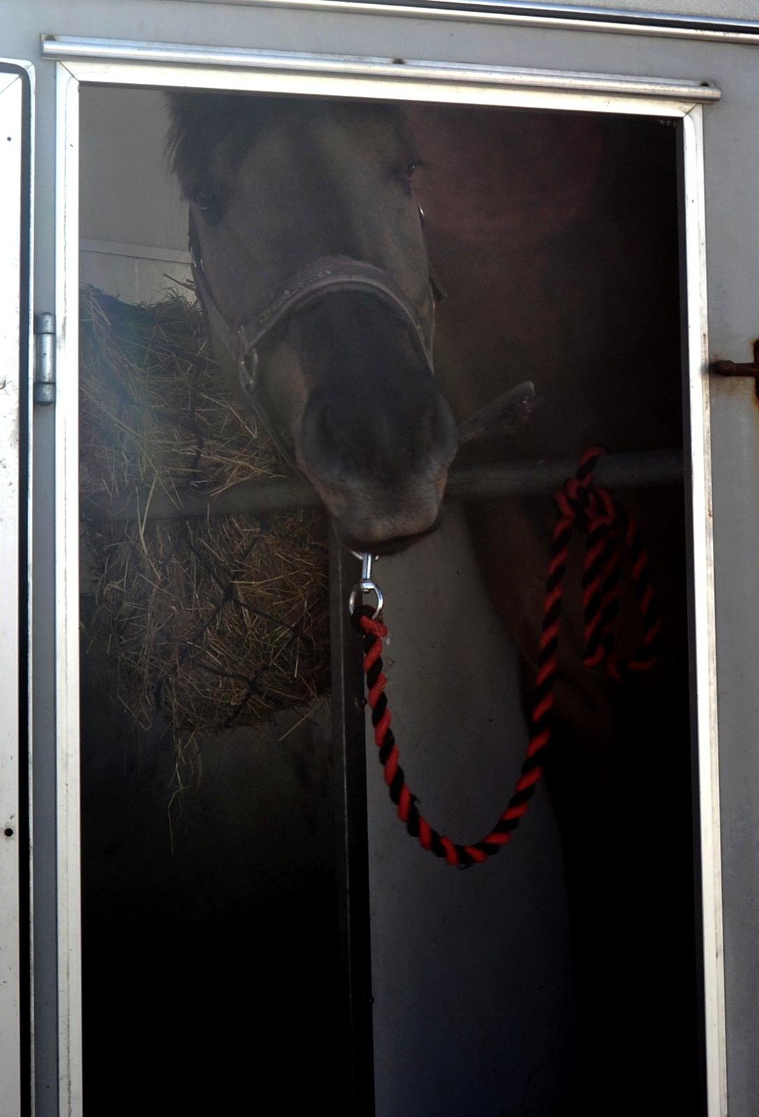 Anden særlig race RONALDO billede 16