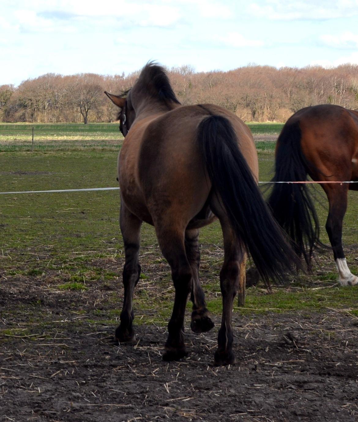 Anden særlig race RONALDO billede 17