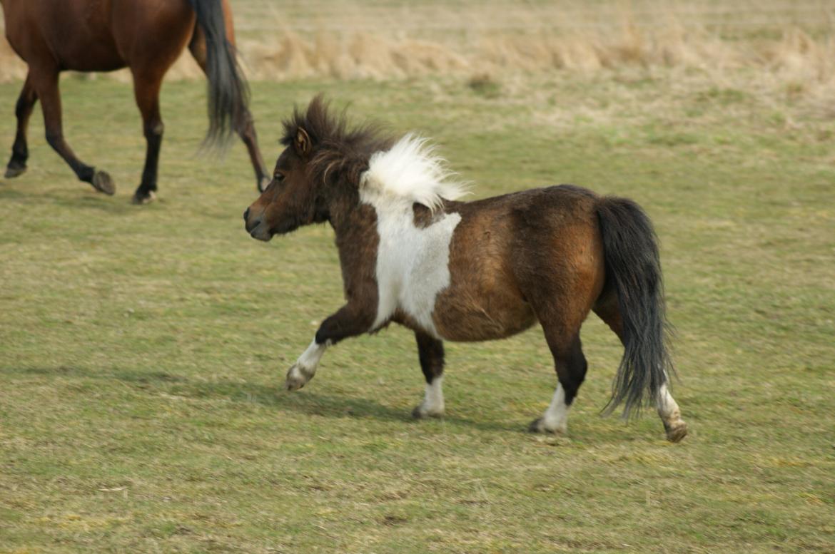 Shetlænder Piilgaardens Little Miss Molly Moonlight - Nu gider hun ikke at løbe mer' :-) billede 6