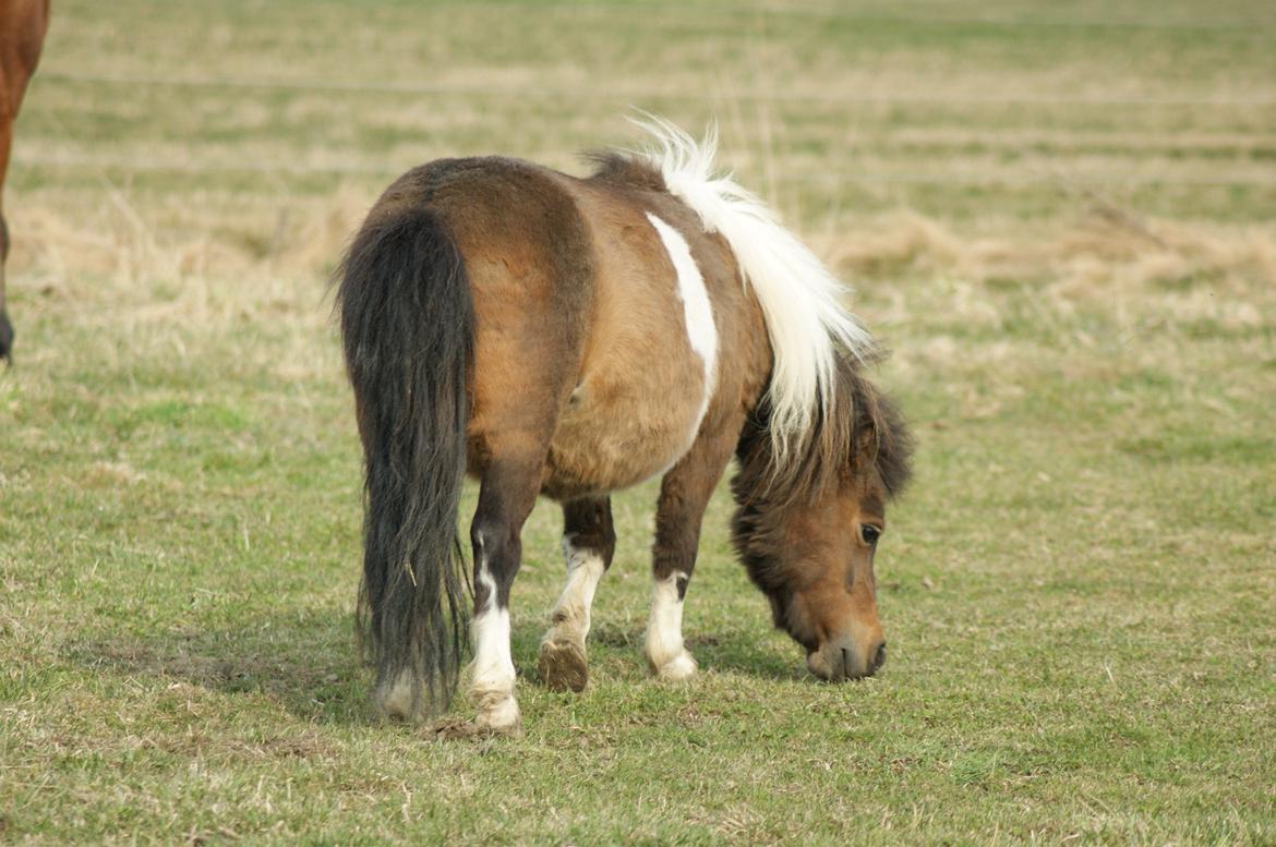 Shetlænder Piilgaardens Little Miss Molly Moonlight - Mere, mere og atter mere græs! billede 10