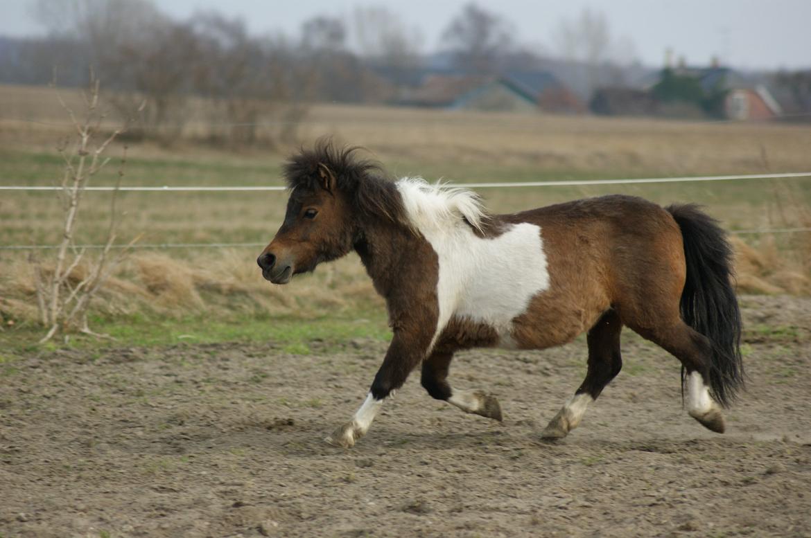 Shetlænder Piilgaardens Little Miss Molly Moonlight - Molly i trav på ridebanen igen!!;-D billede 14