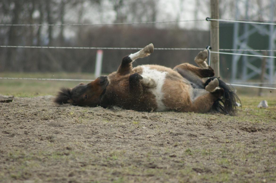 Shetlænder Piilgaardens Little Miss Molly Moonlight - Dejligt med en lille rulletur når man nu har løbet så meget!:-D billede 16