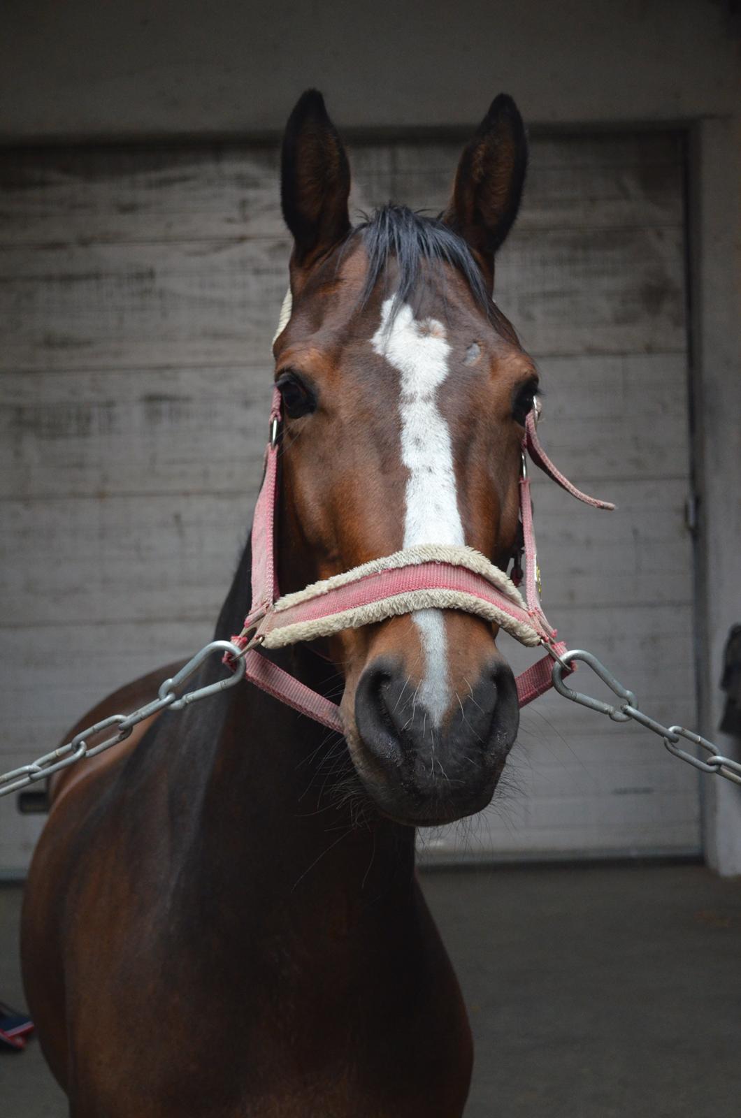 Hannoveraner Raedkaers Wayona billede 5