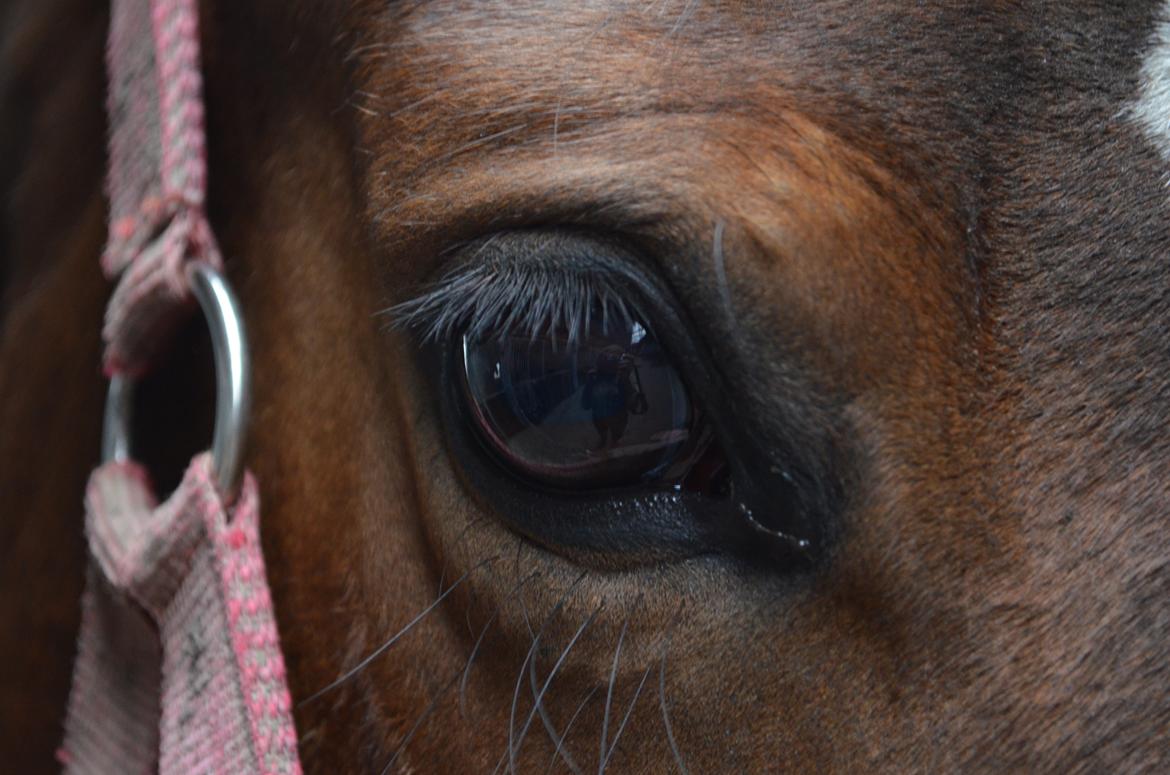 Hannoveraner Raedkaers Wayona billede 6