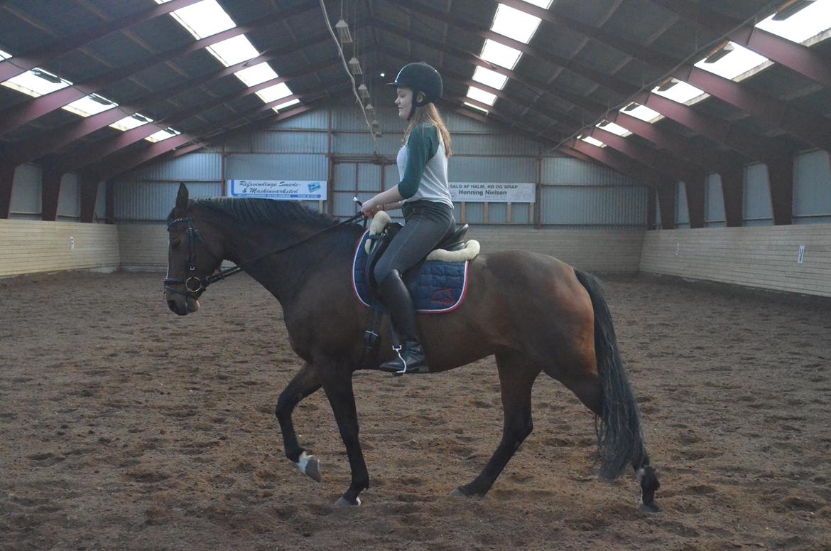 Hannoveraner Raedkaers Wayona billede 3