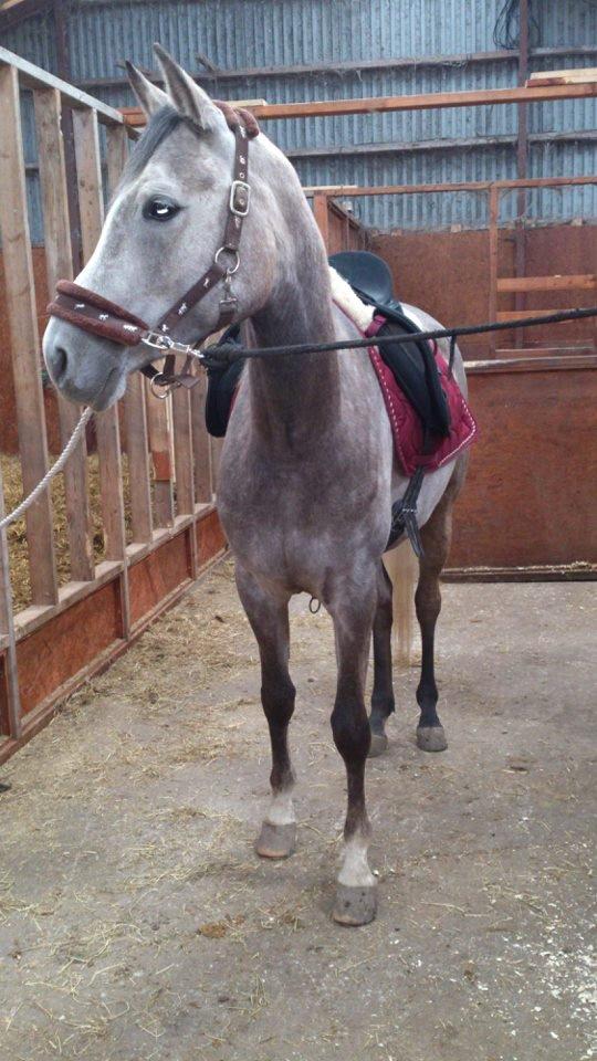 Arabisk fuldblod (OX) Helleruphus Wilamina(gammel part) - Willa klar til job:) billede 1
