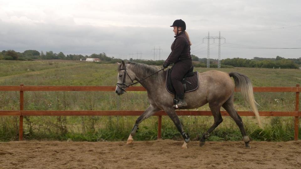 Arabisk fuldblod (OX) Helleruphus Wilamina(gammel part) - Første gang jeg sad på Willa. D. 26 September 2012. billede 2