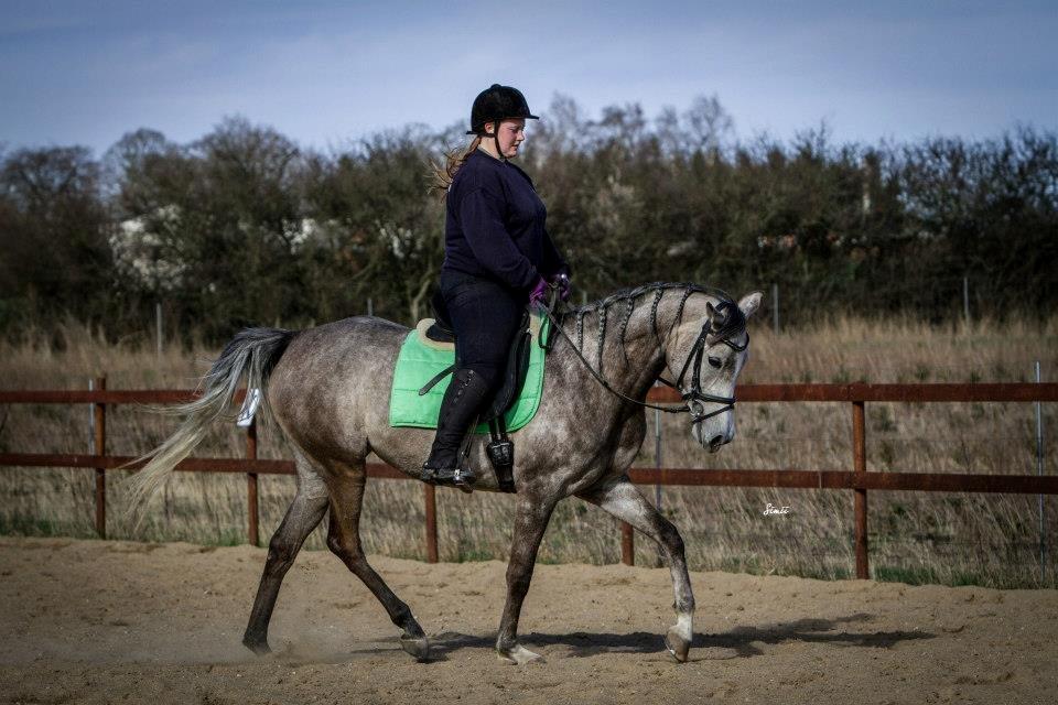 Arabisk fuldblod (OX) Helleruphus Wilamina(gammel part) - Fra seneste dressur billede serie. 21. April 2013

Fotograf: Simii.dk billede 3