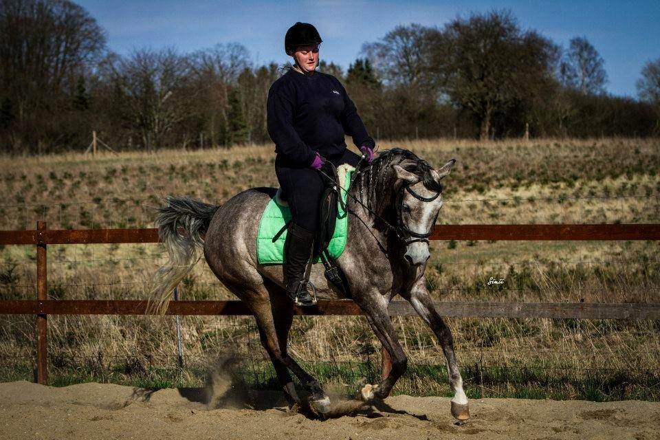 Arabisk fuldblod (OX) Helleruphus Wilamina(gammel part) - Fra seneste dressur billede serie. 21. April 2013

Fotograf: Simii.dk billede 4