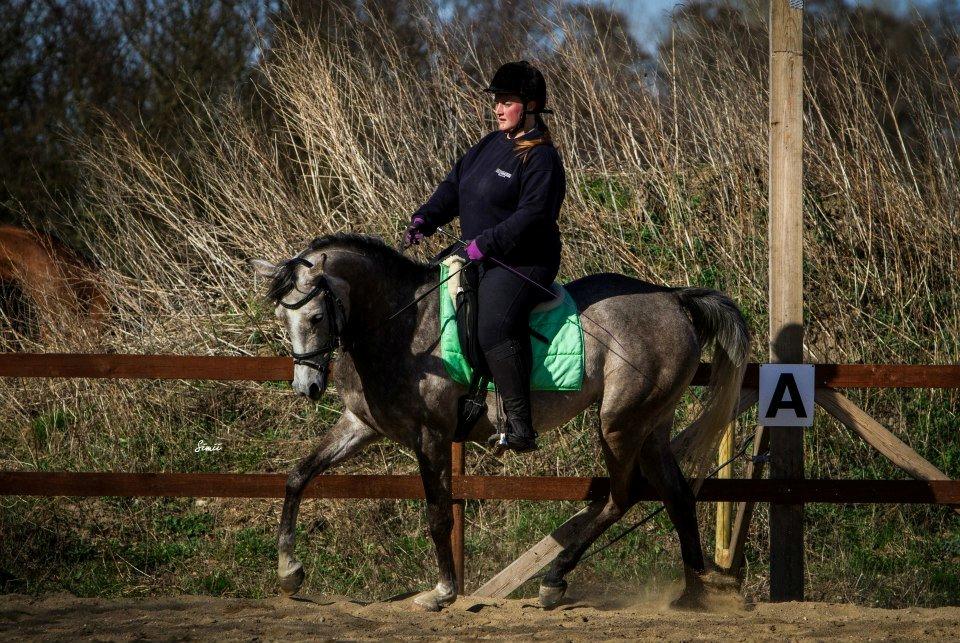 Arabisk fuldblod (OX) Helleruphus Wilamina(gammel part) - Fra seneste dressur billede serie. 21. April 2013

Fotograf: Simii.dk billede 5