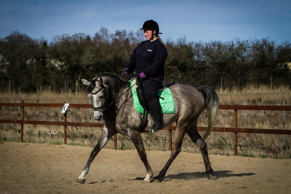 Arabisk fuldblod (OX) Helleruphus Wilamina(gammel part) - Fra seneste dressur billede serie. 21. April 2013

Fotograf: Simii.dk billede 6