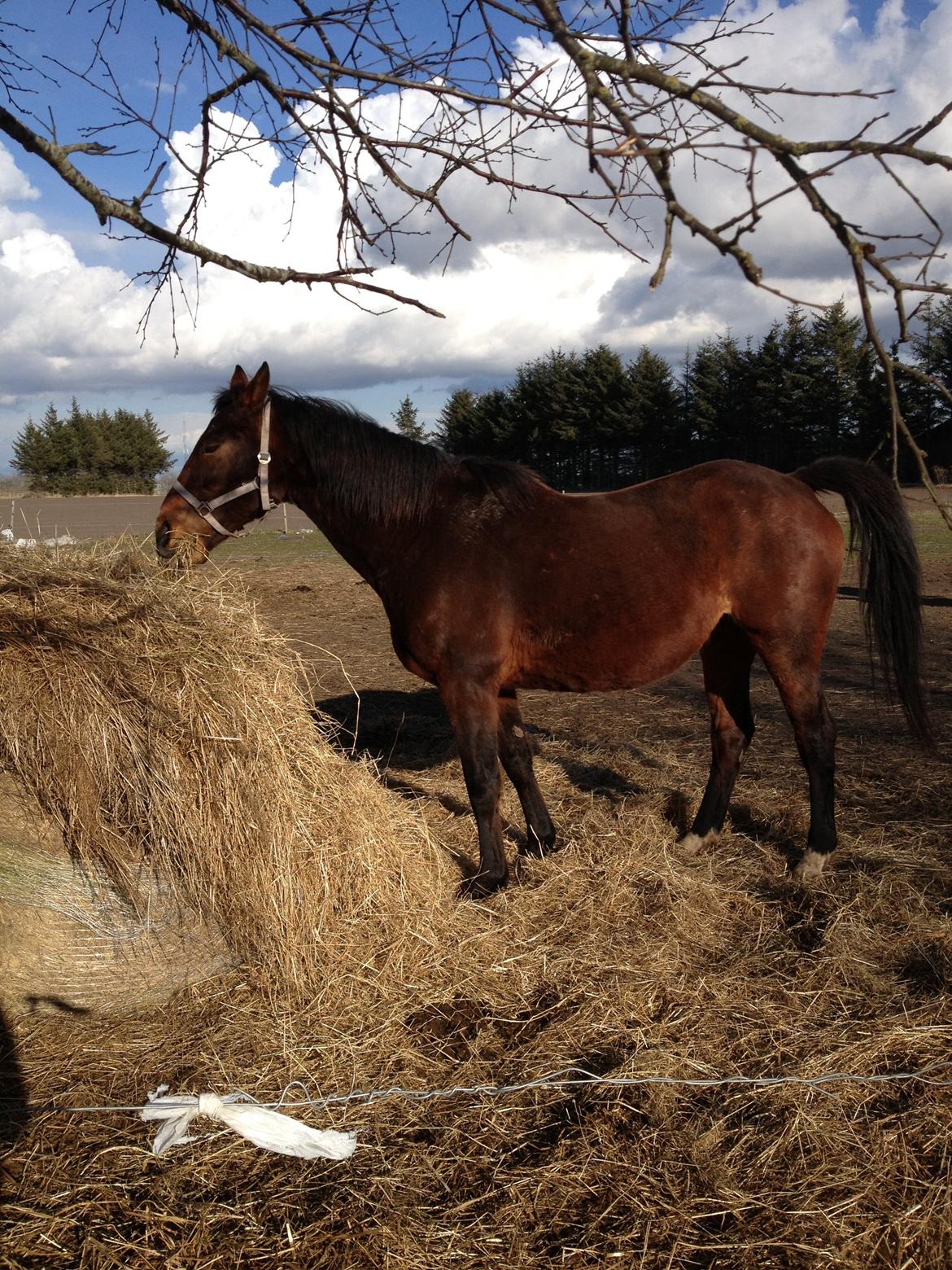 Oldenborg Locksli billede 2