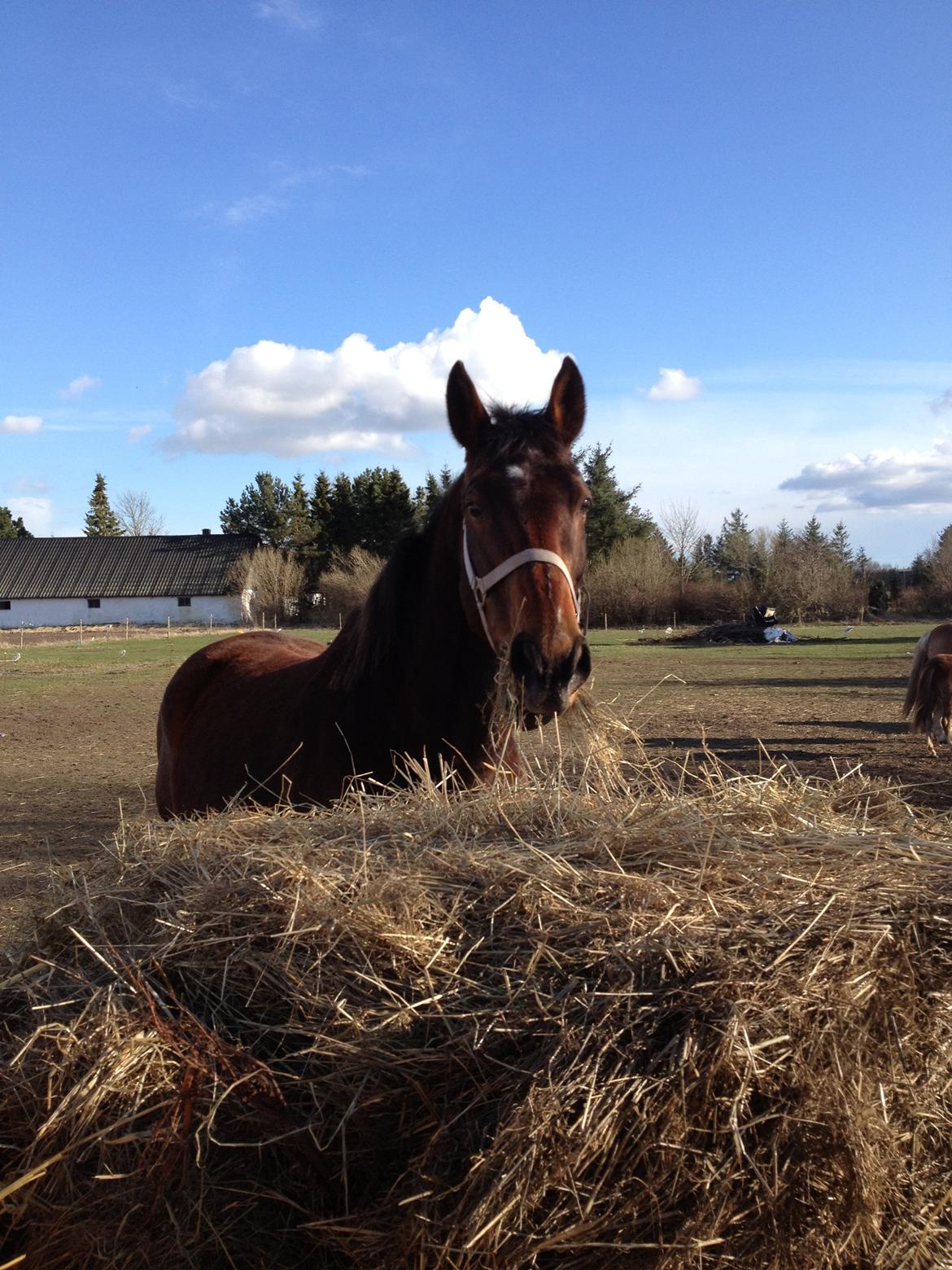 Oldenborg Locksli billede 3
