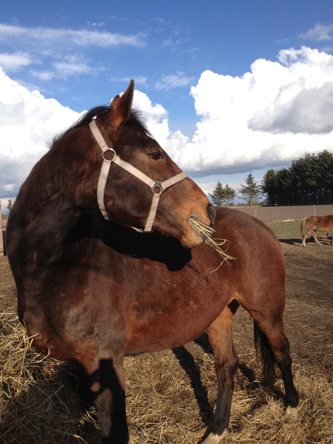 Oldenborg Locksli billede 4