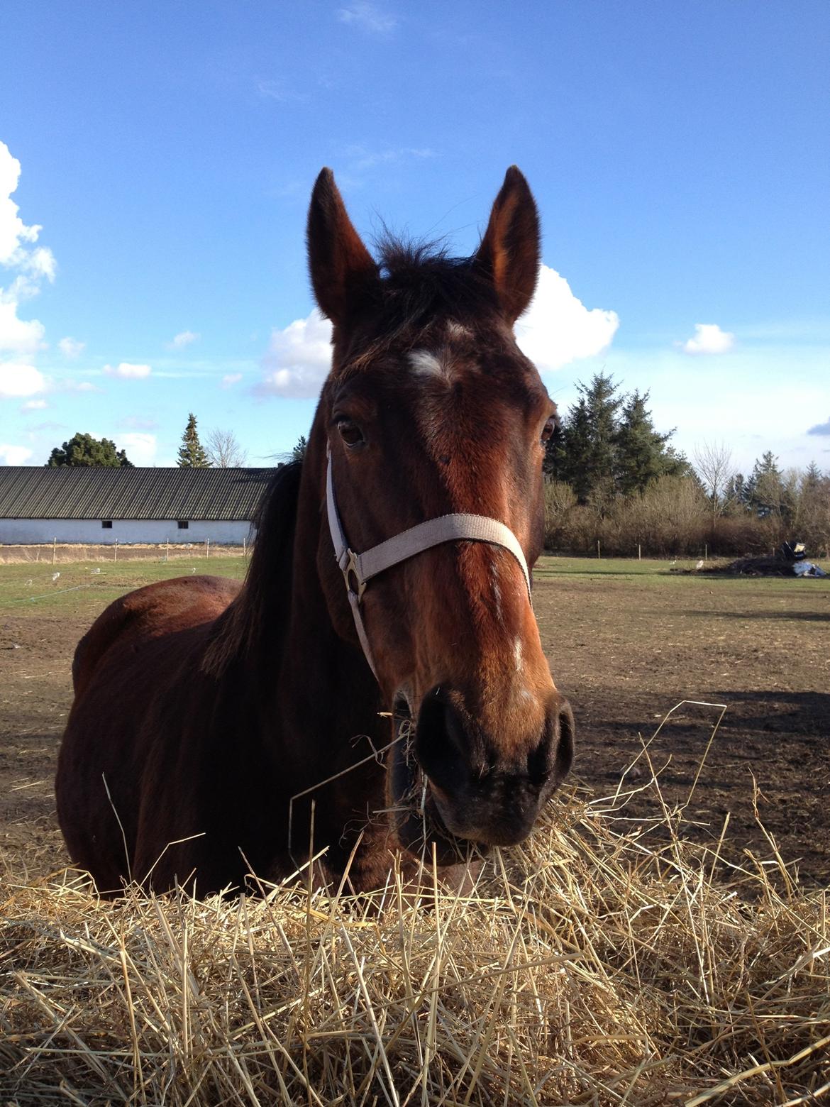 Oldenborg Locksli billede 5