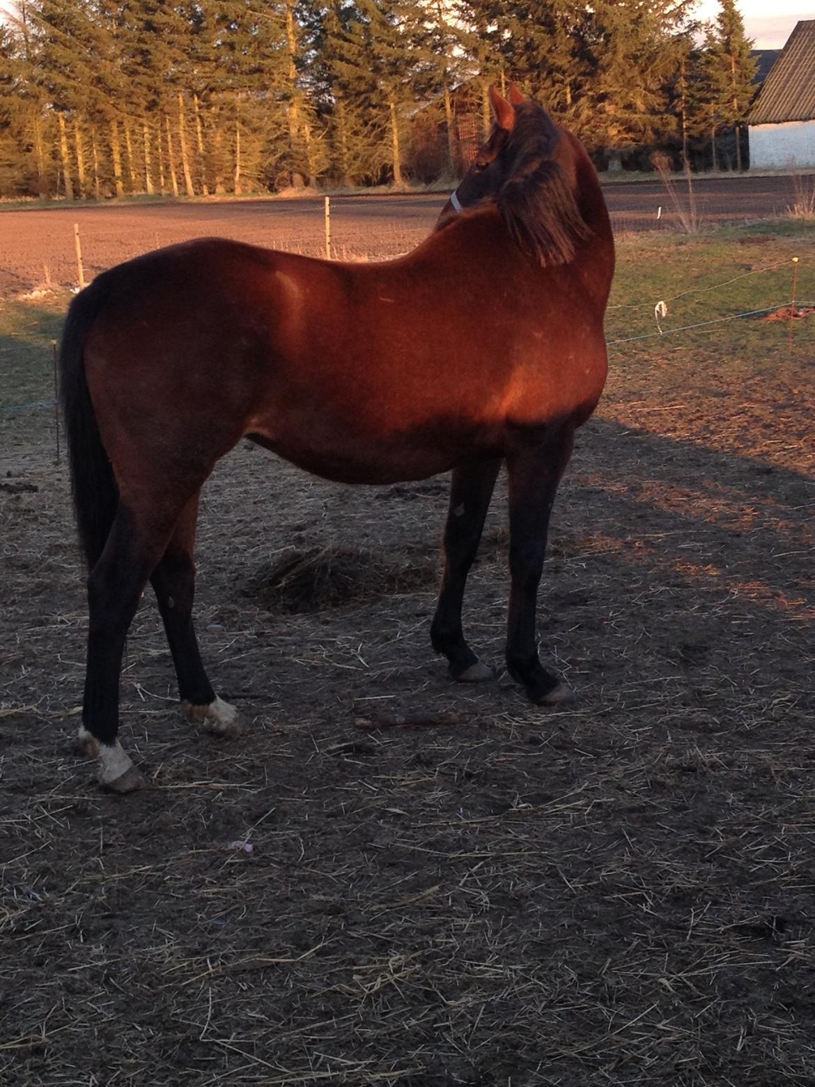 Oldenborg Locksli billede 6