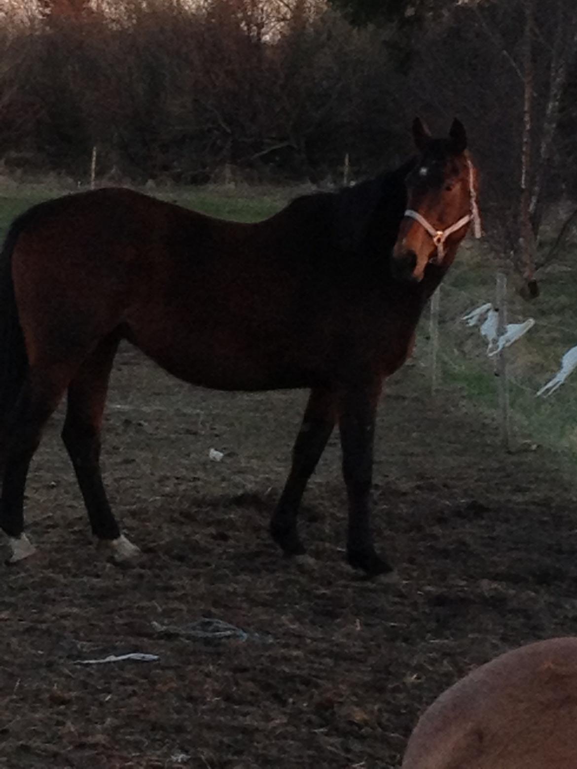 Oldenborg Locksli billede 7