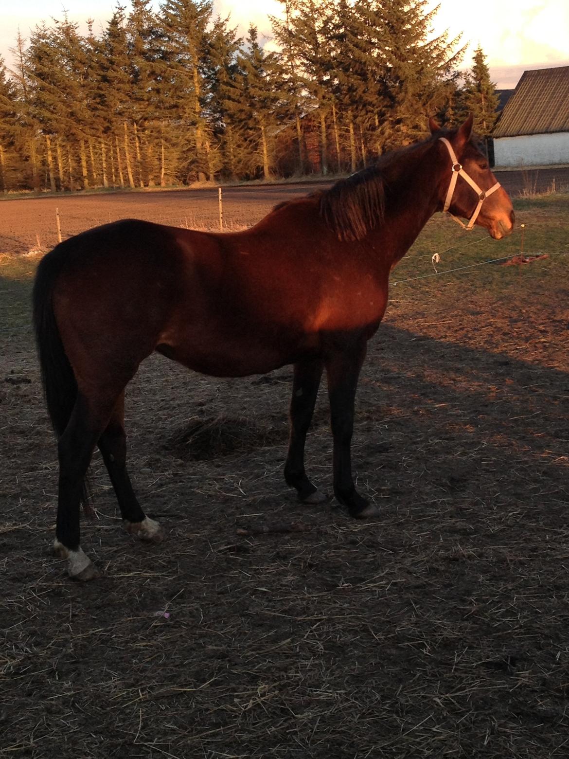 Oldenborg Locksli billede 8