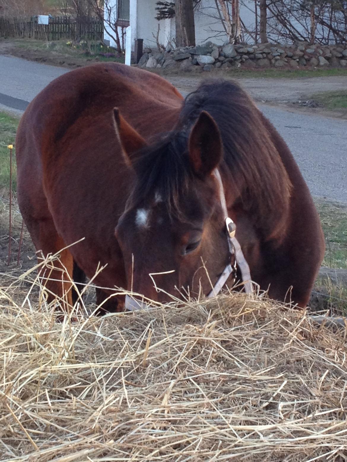 Oldenborg Locksli billede 9