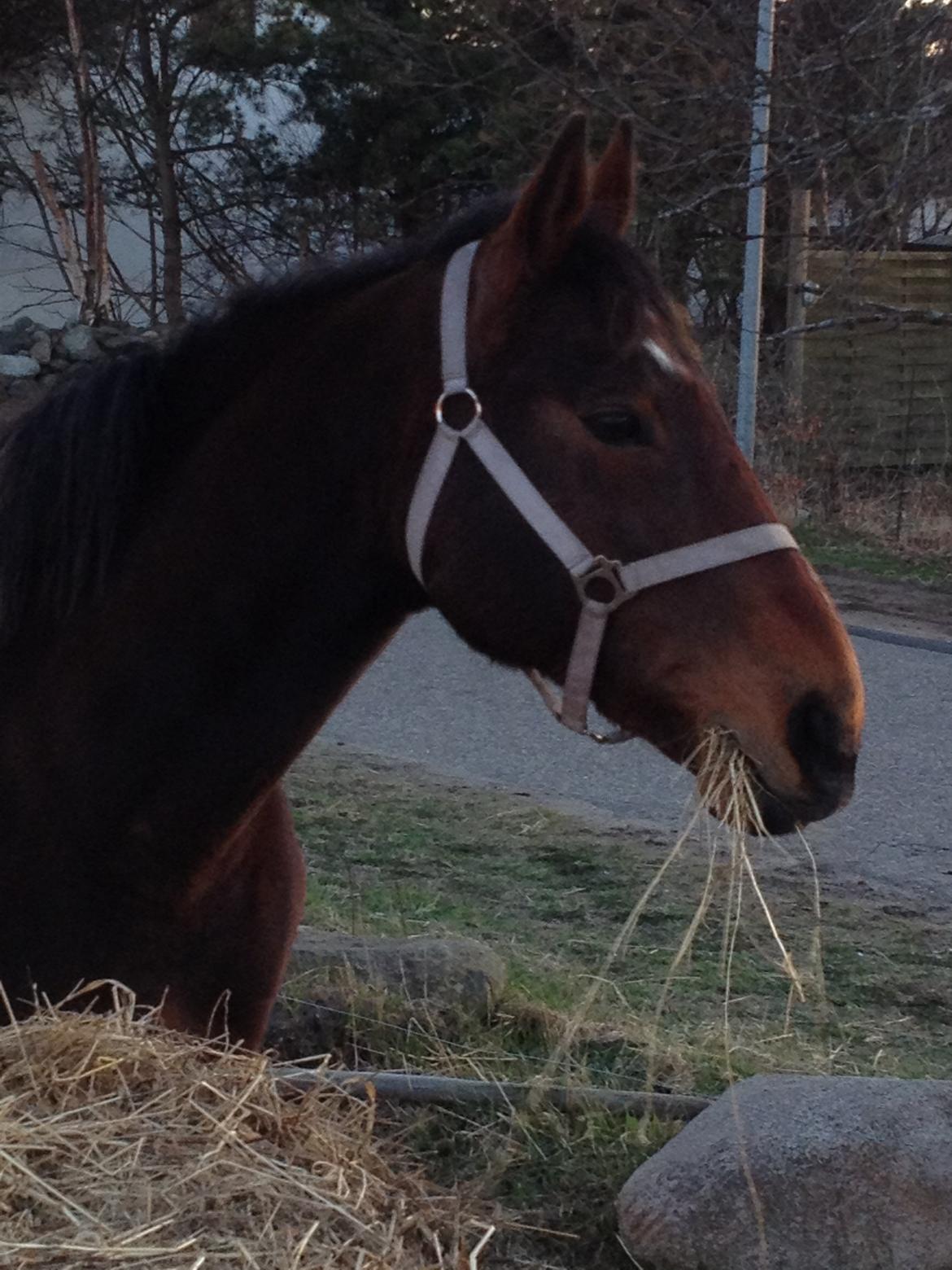 Oldenborg Locksli billede 10