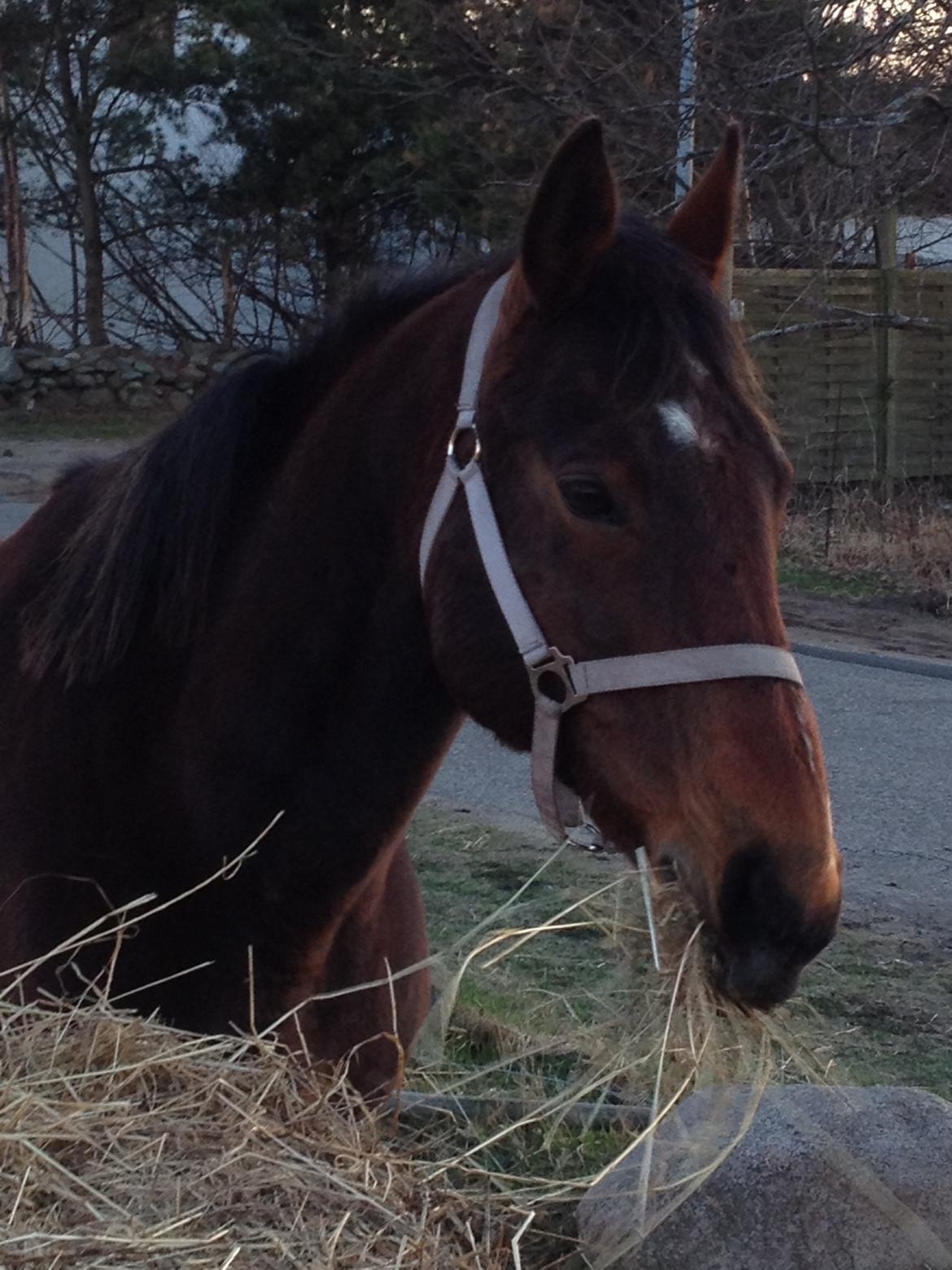 Oldenborg Locksli billede 11