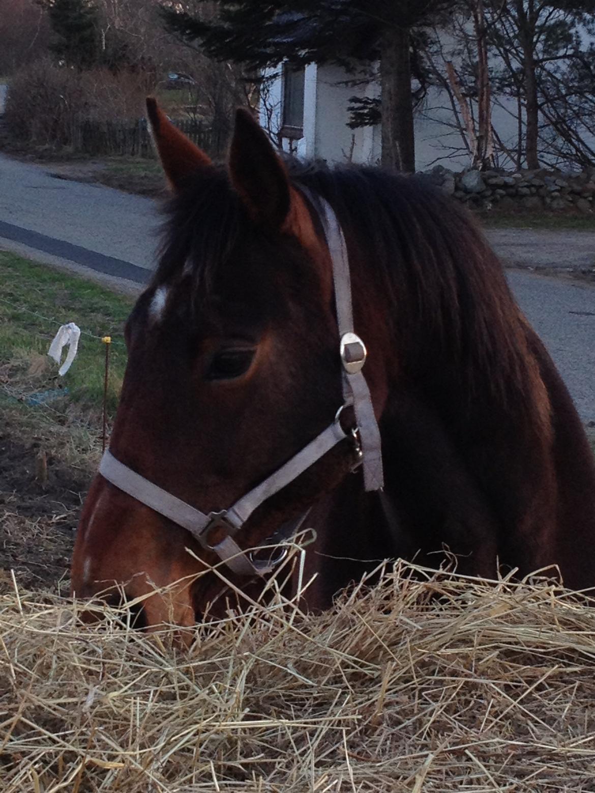 Oldenborg Locksli billede 12