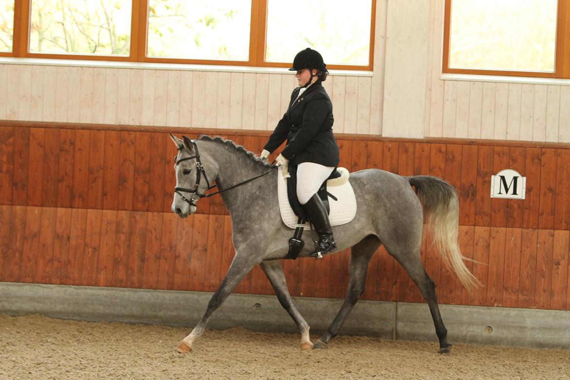Arabisk fuldblod (OX) Helleruphus Wilamina(gammel part) - Første stævne, KIRK Arabians Nov 2012

Fotograf: Simii.dk billede 7