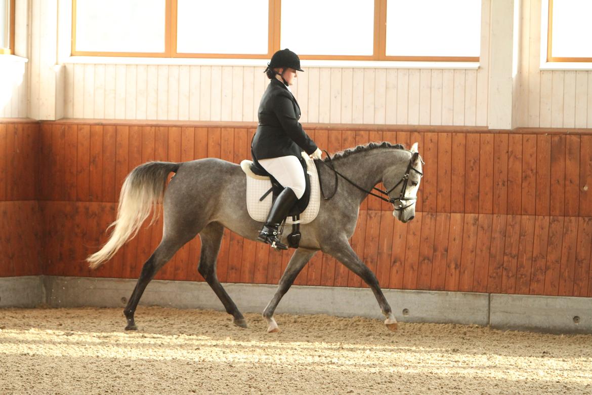 Arabisk fuldblod (OX) Helleruphus Wilamina(gammel part) - Første stævne, KIRK Arabians Nov 2012

Fotograf: Simii.dk billede 8
