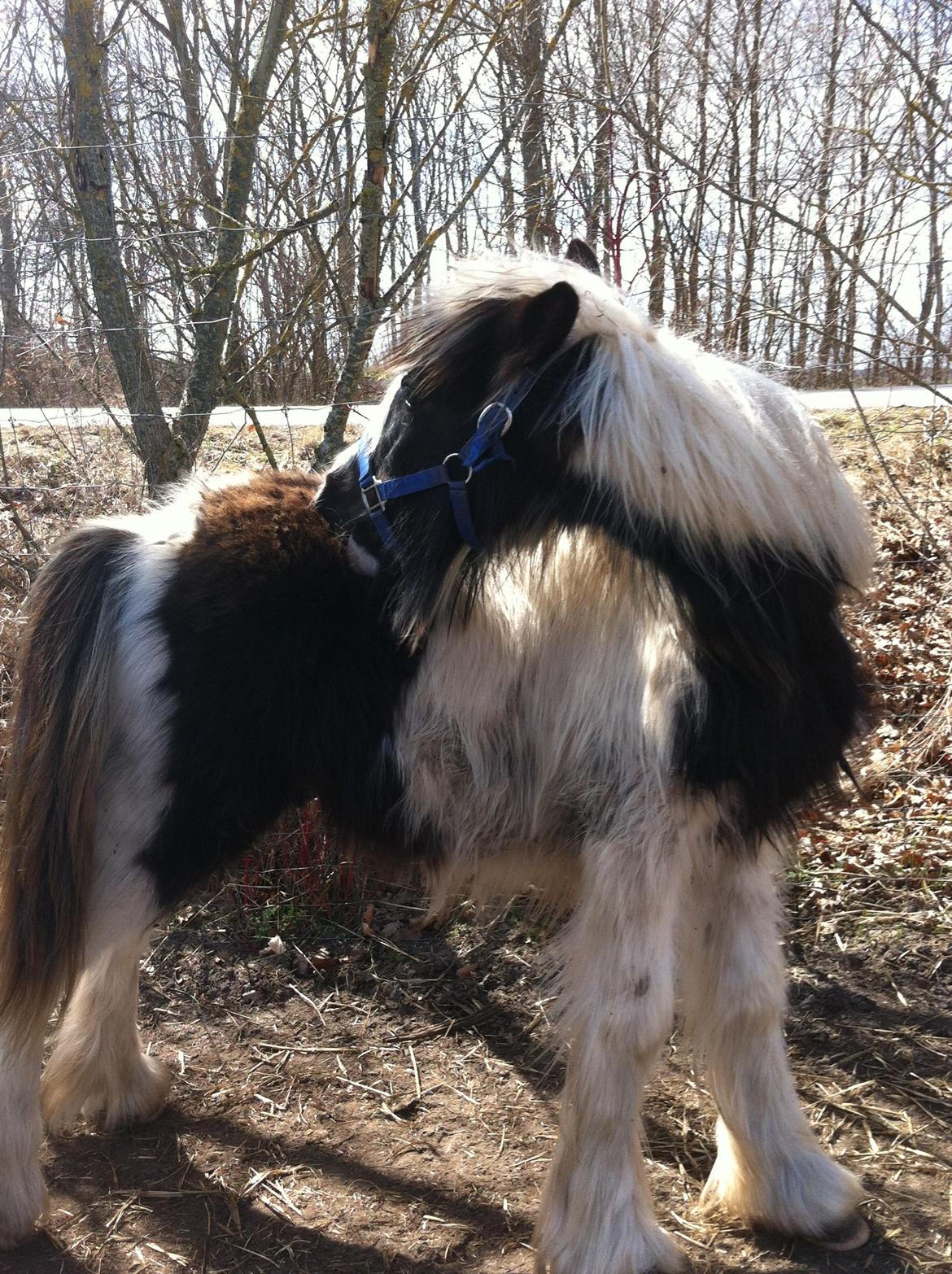 Irish Cob Toby billede 19