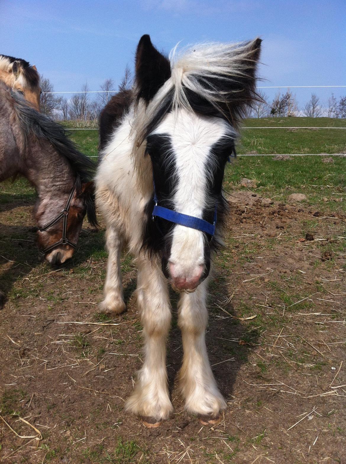 Irish Cob Toby billede 20