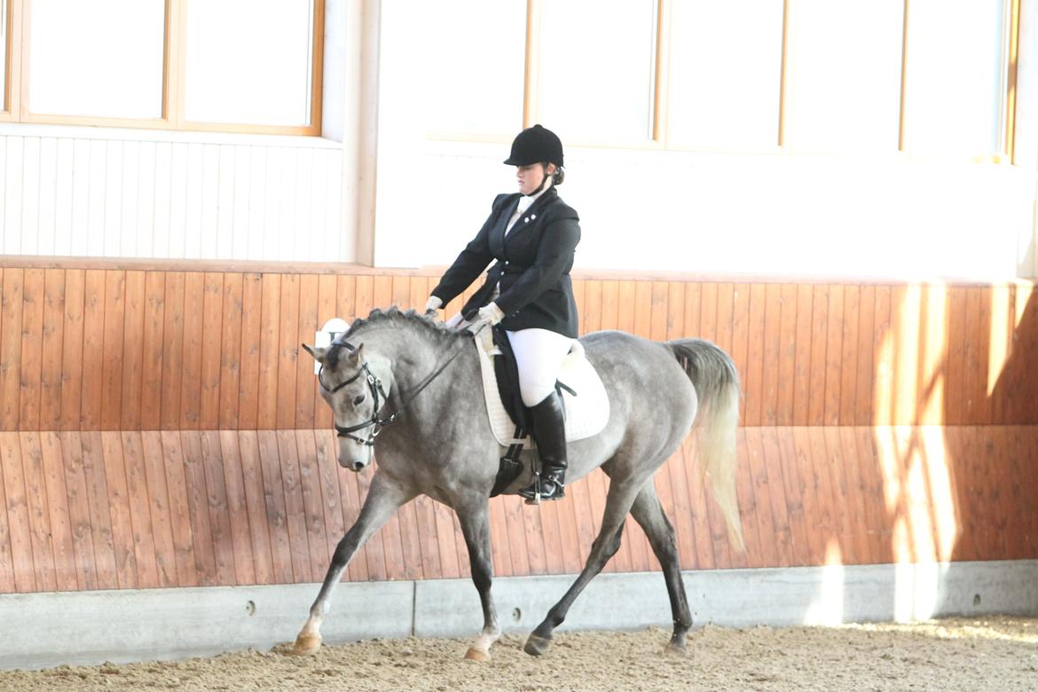 Arabisk fuldblod (OX) Helleruphus Wilamina(gammel part) - Første stævne, KIRK Arabians Nov 2012

Fotograf: Simii.dk billede 9