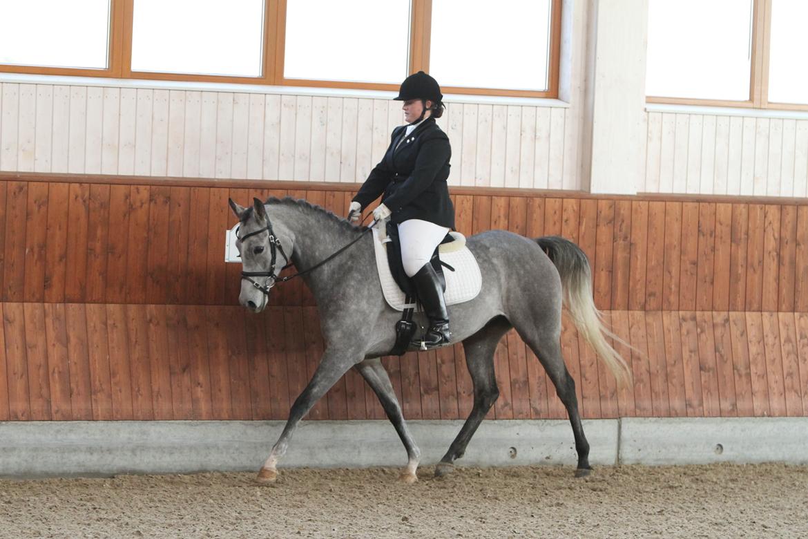Arabisk fuldblod (OX) Helleruphus Wilamina(gammel part) - Første stævne, KIRK Arabians Nov 2012

Fotograf: Simii.dk billede 10
