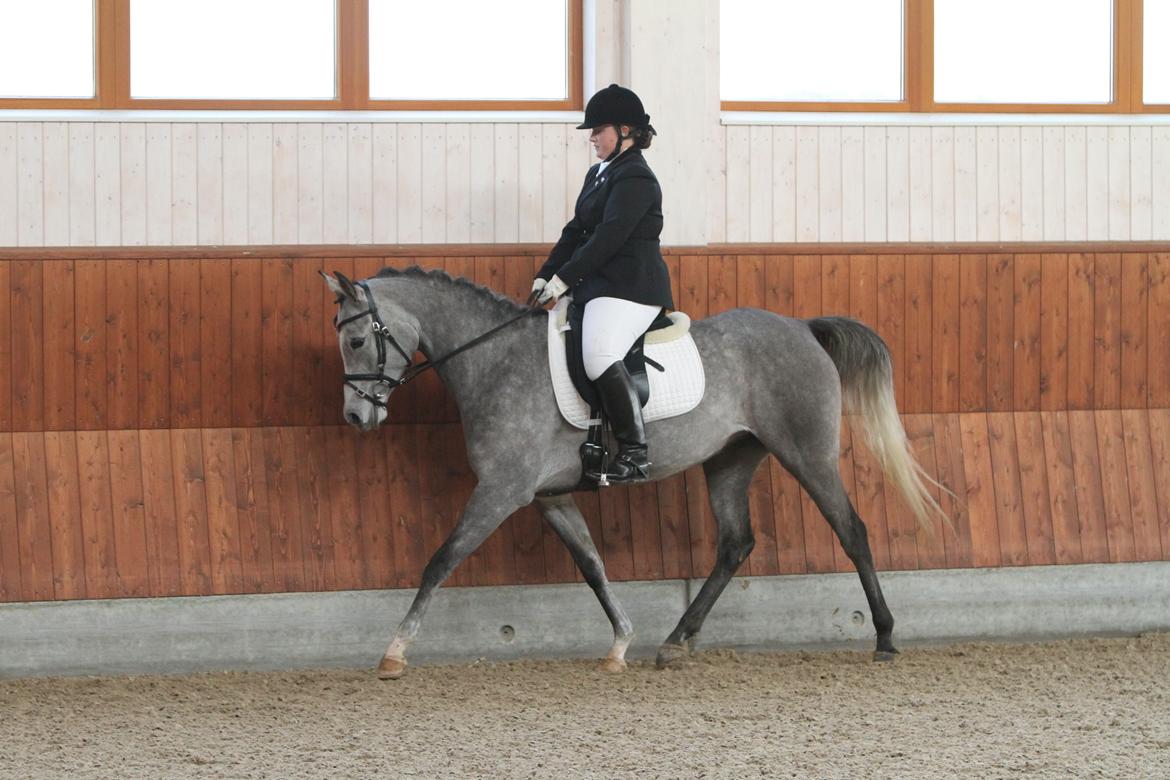 Arabisk fuldblod (OX) Helleruphus Wilamina(gammel part) - Første stævne, KIRK Arabians Nov 2012

Fotograf: Simii.dk billede 11