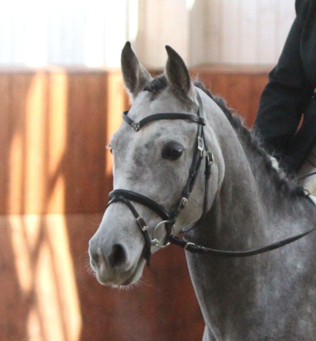 Arabisk fuldblod (OX) Helleruphus Wilamina(gammel part) - Første stævne, KIRK Arabians Nov 2012

Fotograf: Simii.dk billede 12
