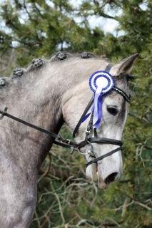 Arabisk fuldblod (OX) Helleruphus Wilamina(gammel part) - 2. stævne, SLS marts 2013, 2. plads i LD2. billede 13