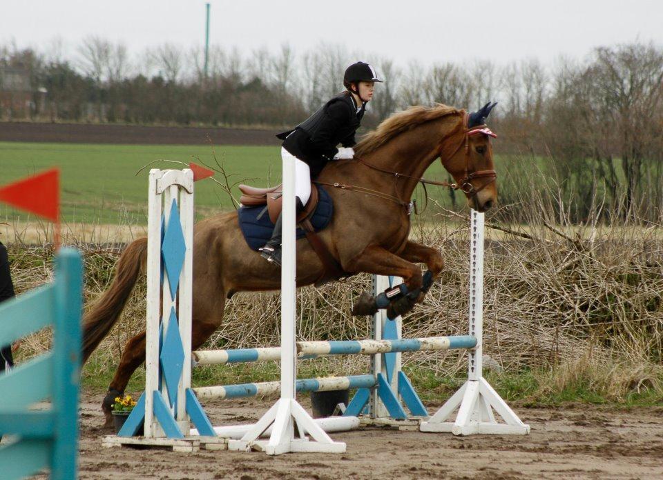 Anden særlig race Archellius *Stjernehest* - Til vores første stævne i Bryndumdam 26/4-13 | Foto: Stine Beeson billede 5