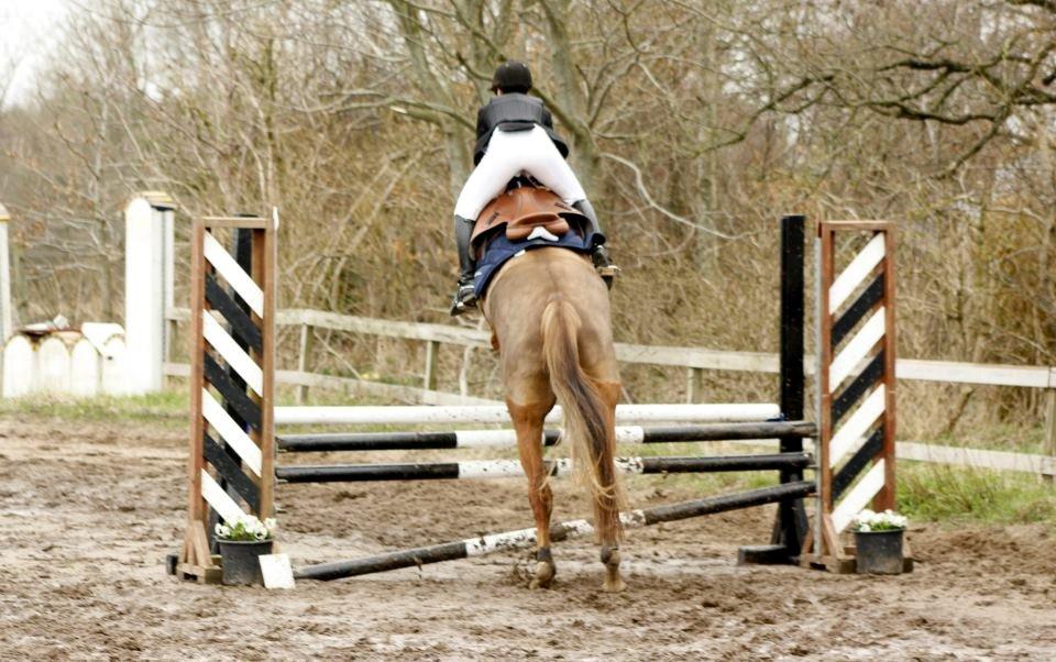 Anden særlig race Archellius *Stjernehest* - Til vores første stævne i Bryndumdam 26/4-13 | Foto: Stine Beeson | Når enden er god er alting godt ;)  billede 18