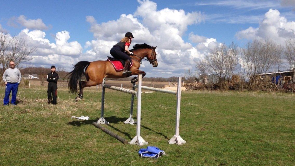 DSP Møgelholtgårds Kiss Me billede 16