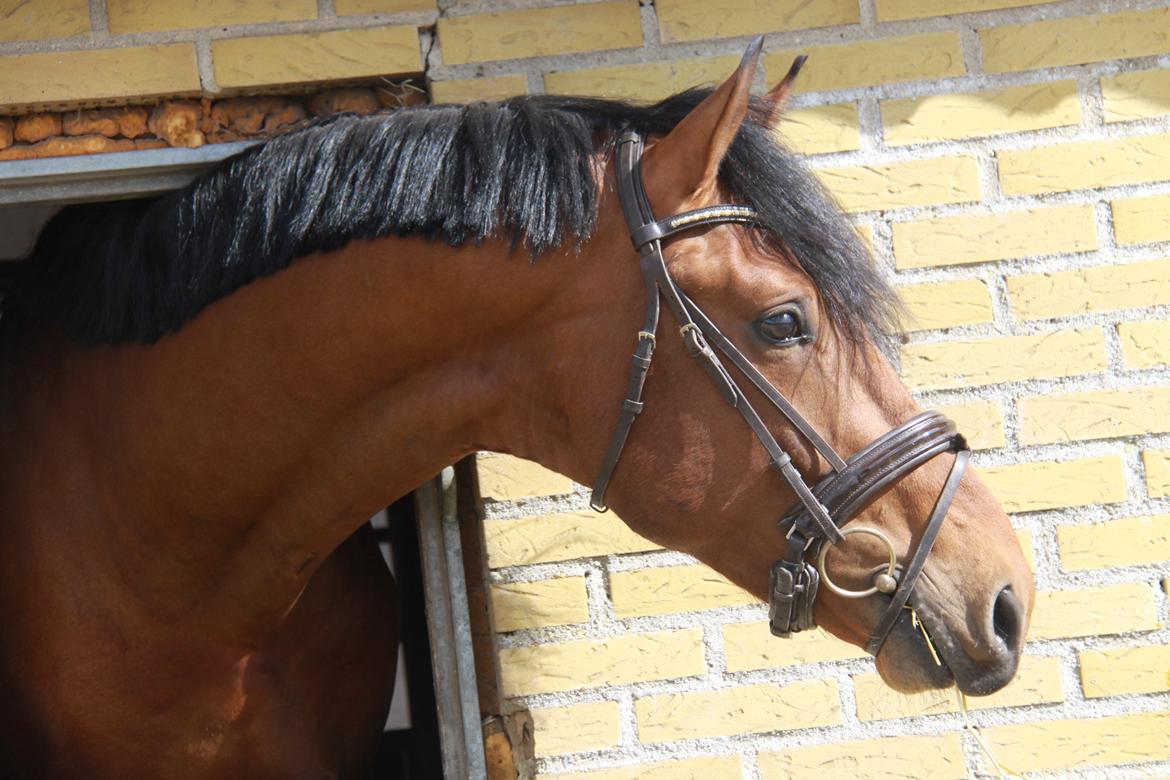 Holstener Salice billede 2