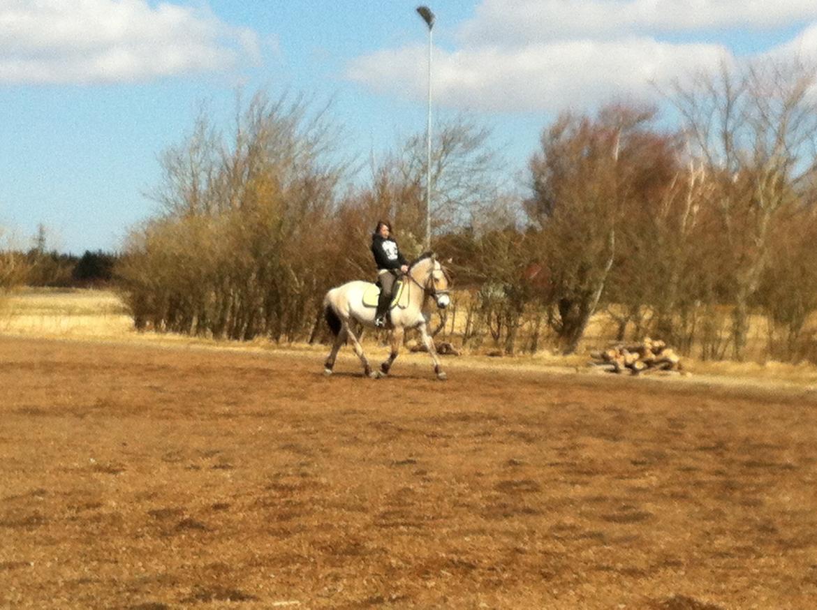 Fjordhest Hellebert`s Musse "solgt" - efter hendes pause billede 2