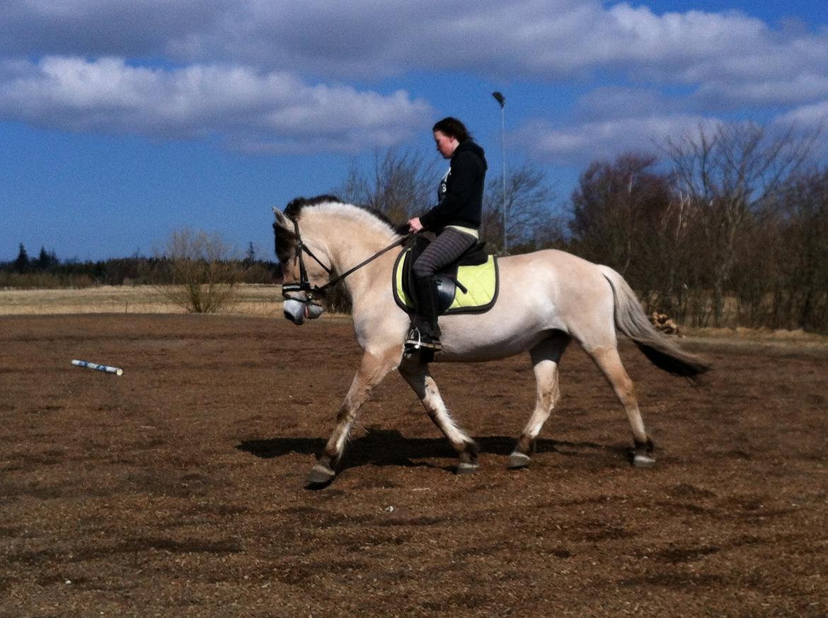 Fjordhest Hellebert`s Musse "solgt" - efter hendes pause billede 3