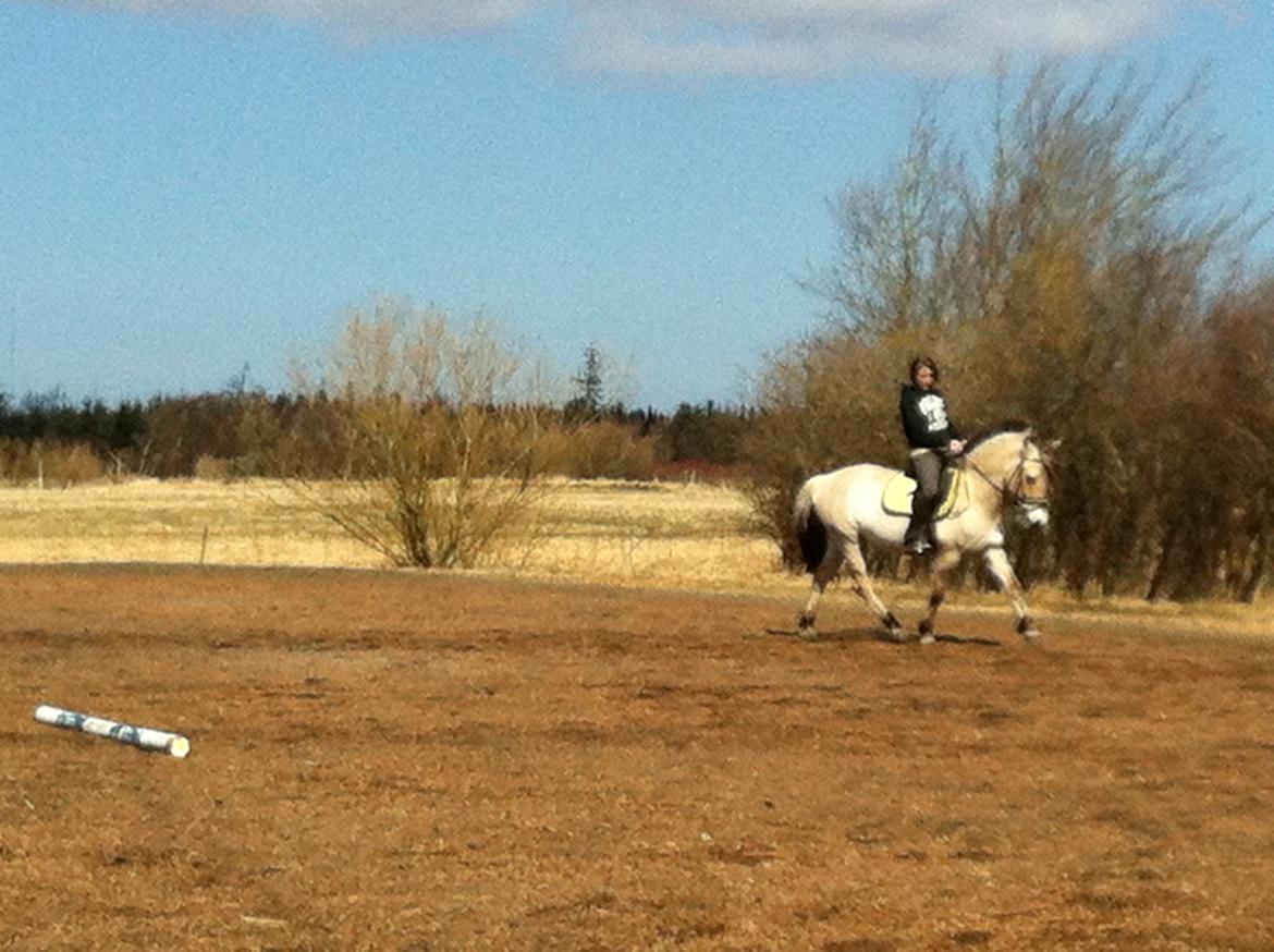 Fjordhest Hellebert`s Musse "solgt" - efter hendes pause billede 4