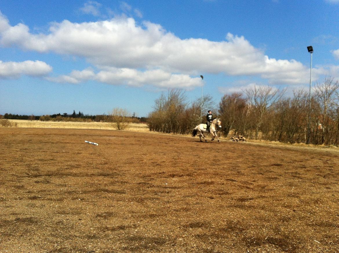 Fjordhest Hellebert`s Musse "solgt" - efter hendes pause billede 5