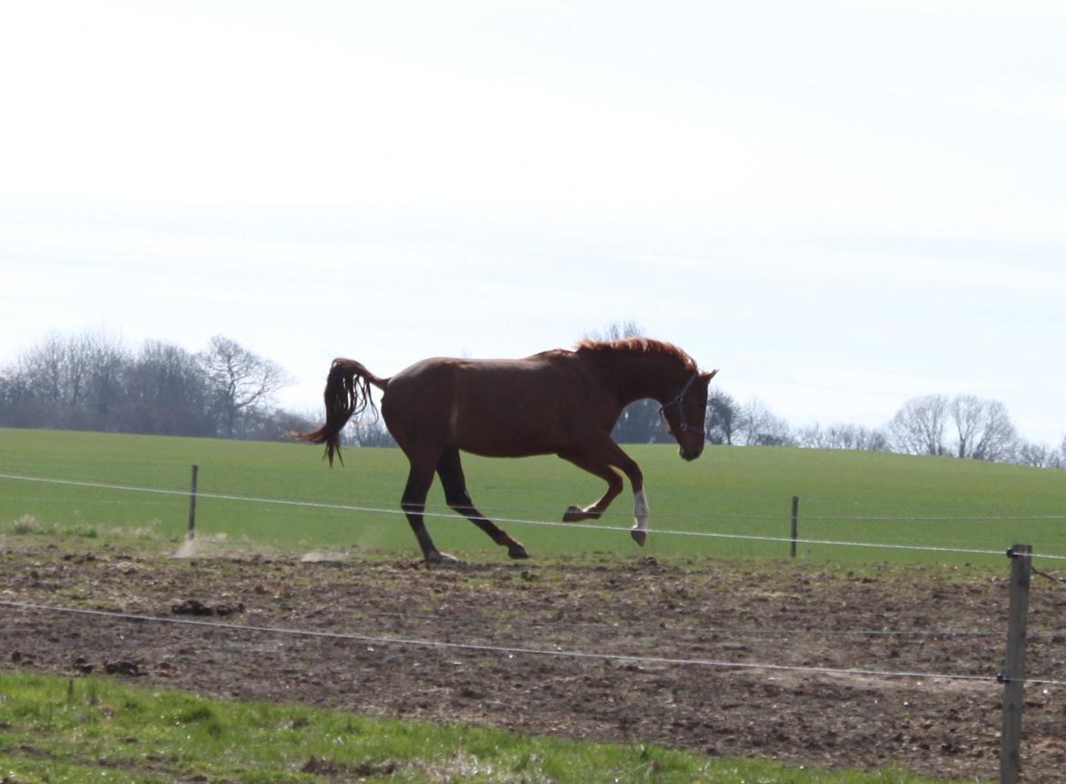 Dansk Varmblod Alby's Leonardo Da Vinci billede 7