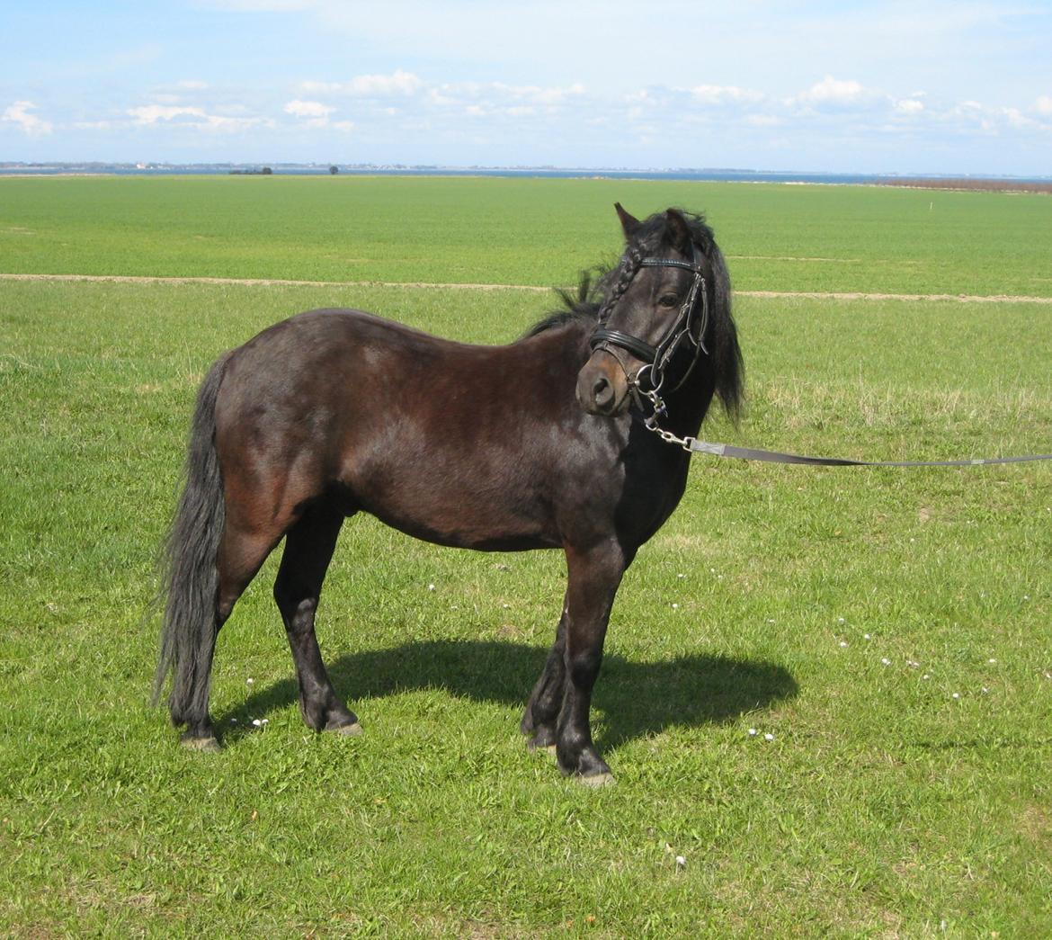 Dartmoor Machel - Smukke pony <3 billede 5