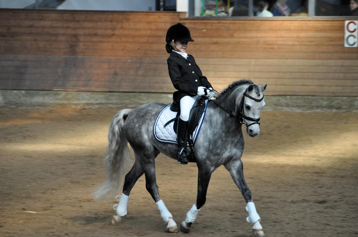 Welsh Pony (sec B) Clausholm Lord Joker Danmarksmester kat III 2015 - GRK udv. klubstævne billede 13