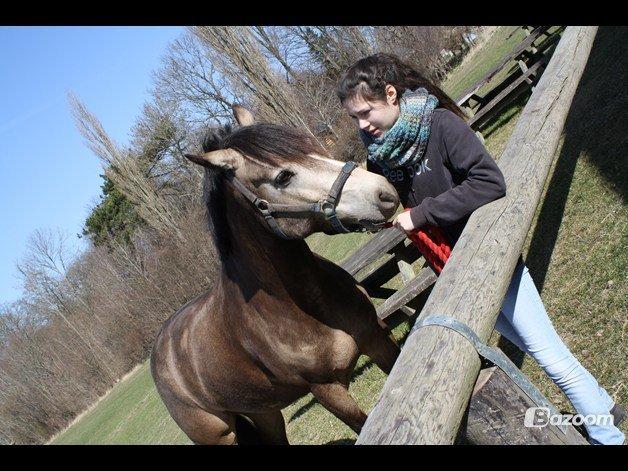 Connemara Ac-Seje Charlie af Engvang *..Bassemand..* - Sidste dag med Charlie, elsker dig pony.<3 billede 20